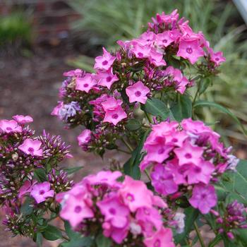 Phlox paniculata Candy Store® 'Coral Créme Drop™' (300974)