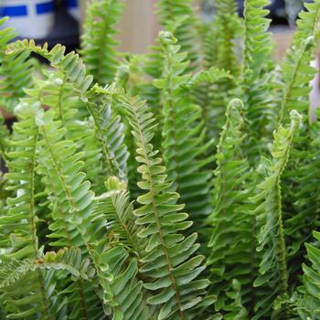 Nephrolepis obliterata
