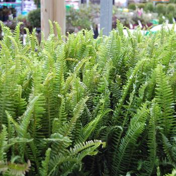 Nephrolepis obliterata '' (300978)