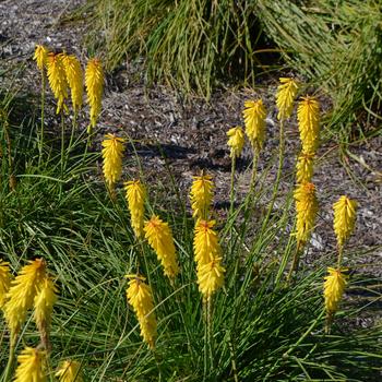 Kniphofia '' (300979)