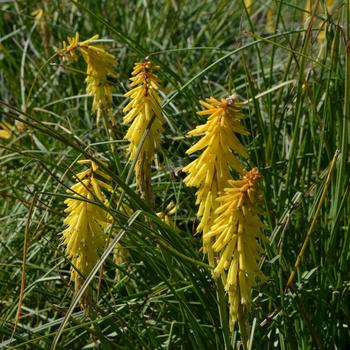 Kniphofia 