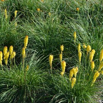 Kniphofia '' (300982)