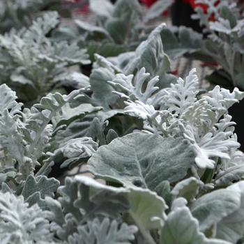 Senecio cineraria 'New Look®' (300984)