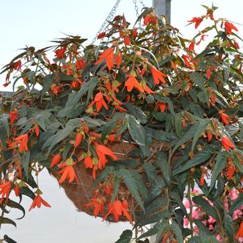 Begonia boliviensis 'Santa Cruz®' (300986)