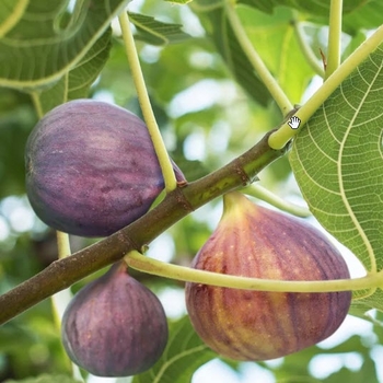 Ficus carica 'Celeste' 