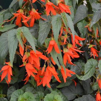 Begonia boliviensis 'Santa Cruz®' 11,358,850
