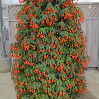 Begonia boliviensis 'Santa Cruz®' (300995)