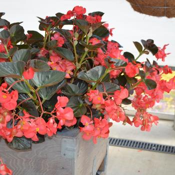 Begonia x benariensis Big™ 'Red Bronze Leaf' (300997)