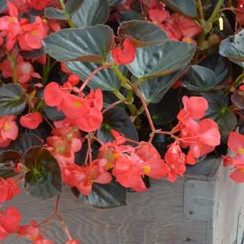 Begonia x benariensis Big™ 'Red Bronze Leaf' (300998)
