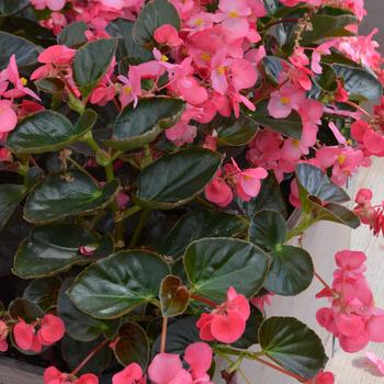 Begonia x benariensis Big™ 'Rose Bronze Leaf' (300999)