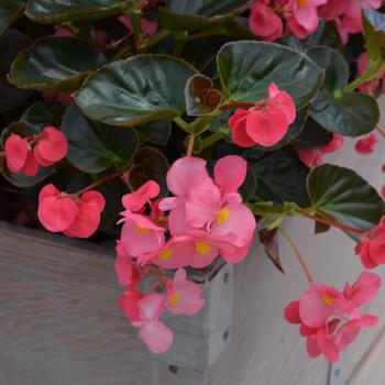 Begonia x benariensis Big™ 'Rose Bronze Leaf' (301001)