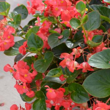 Begonia x benariensis Big™ 'Red Green Leaf' (301002)