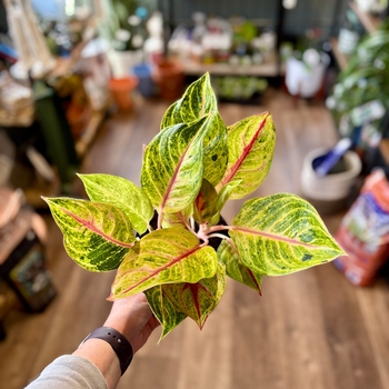 Aglaonema 'Golden Fluorite'