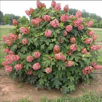 Hydrangea quercifolia 'Munchkin' 