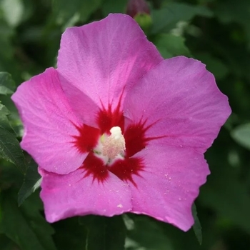 Hibiscus syriacus 'SHIMRR38' PP27195