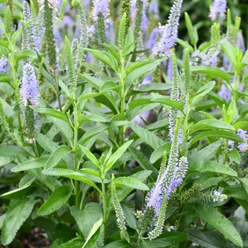 Veronica 'SeaSide™' 