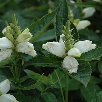 Chelone glabra
