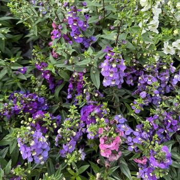 Angelonia angustifolia Serena® '' (301072)