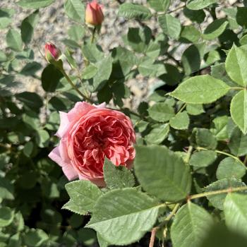 Rosa 'Boscobel' 