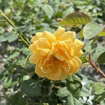 Rosa 'Golden Celebration' 