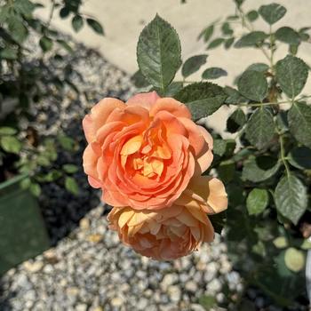 Rosa 'Lady of Shalott' 