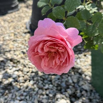 Rosa 'Ausmixture' PP27365