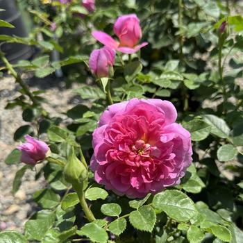 Rosa 'Princess Anne' 
