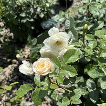 Rosa 'Tranquillity' 