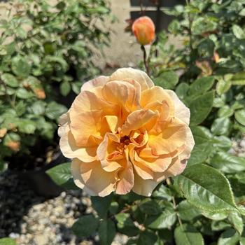 Rosa 'Rosie the Riveter' 