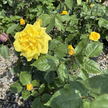 Rosa 'Sunsprite' 