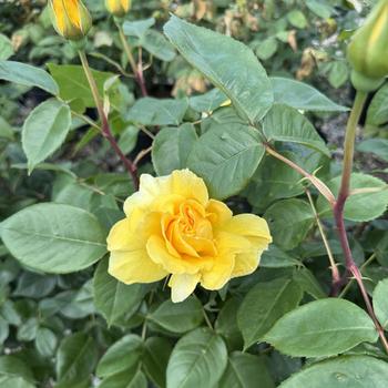 Rosa 'WEKsecjuc' PPAF