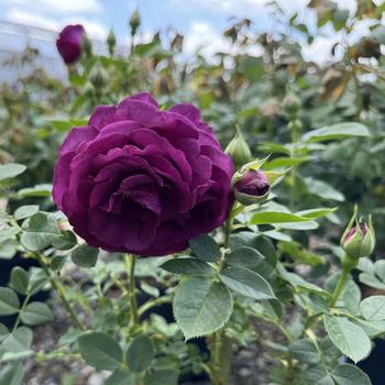 Rosa 'WEKebtidere' PP24725