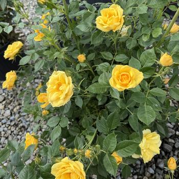 Rosa 'Lemon Drop' 