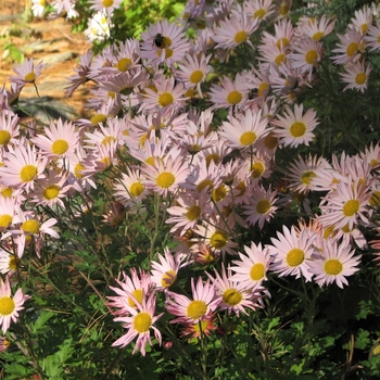 Dendranthema 'Sheffield Pink' 