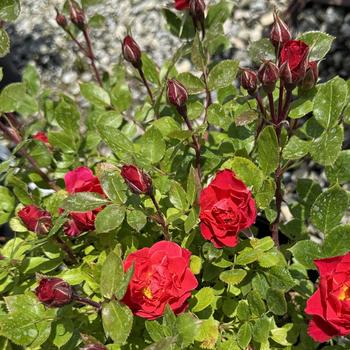 Rosa 'Melpateq' PP36339