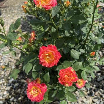 Rosa 'Tiddly Winks™' 
