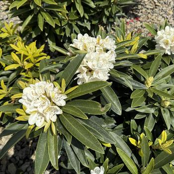 Rhododendron David Leach hybrid 'Capistrano' (301093)