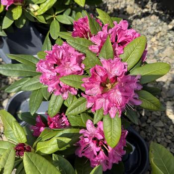 Rhododendron 'Holden' 