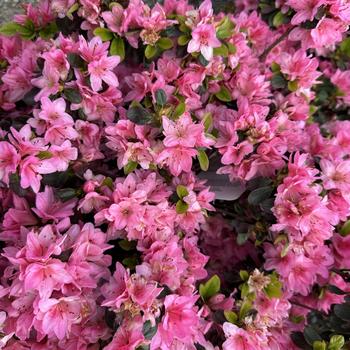 Rhododendron Kurume hybrid 'Tradition' 