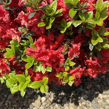 Rhododendron Gable hybrid 'Stewartstonian' 