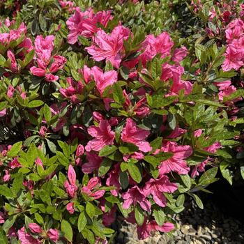 Rhododendron Girard hybrid 'Girard's Renee Michelle' 