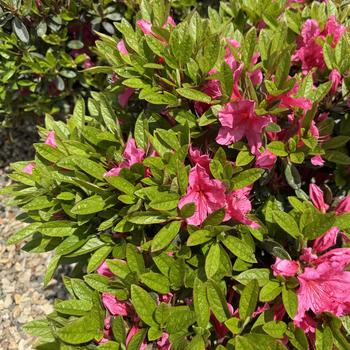 Rhododendron Girard hybrid 'Girard's Renee Michelle' (301101)