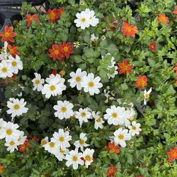Bidens 