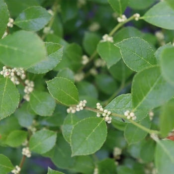 Ilex verticillata 'Farrowmrp' PP25834