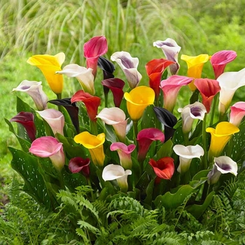 Zantedeschia 'Multiple Varieties' 