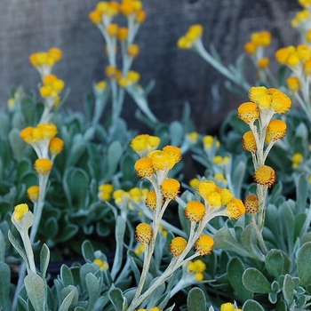 Chrysocephalum 'Desert Flame' PP19526