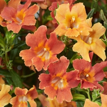 Mimulus 'Multiple Varieties' 