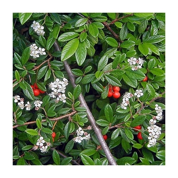 Cotoneaster salicifolius 'Repens' 