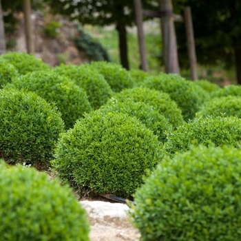 Buxus sempervirens 'Suffruticosa' 
