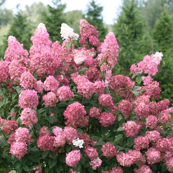 Hydrangea paniculata 'Kolmavesu' PP26928